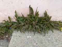 Rumex aquaticus