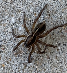 Artoriopsis