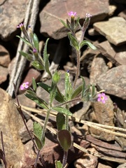 Microsteris gracilis