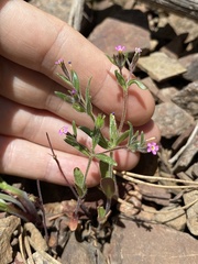 Microsteris gracilis