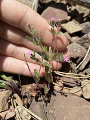 Microsteris gracilis