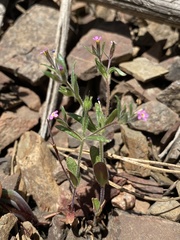 Microsteris gracilis