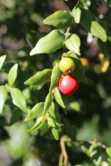Cryptocarya wyliei