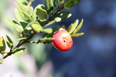 Cryptocarya wyliei