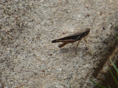Orphulella pelidna
