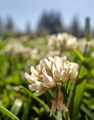 Trifolium repens