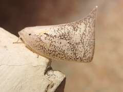 Lawana conspersa