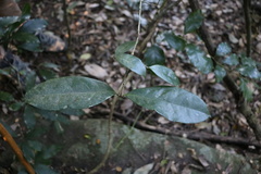 Chionanthus peglerae