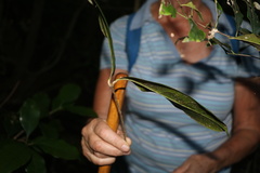 Chionanthus peglerae