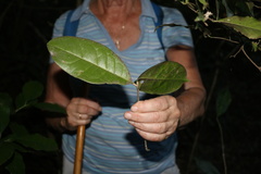 Chionanthus peglerae