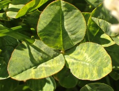 Trifolium repens