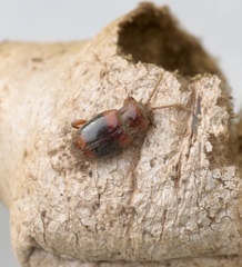 Lycoperdina succincta