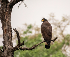 Spilornis cheela