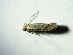 Cephitinea obscurostrigella