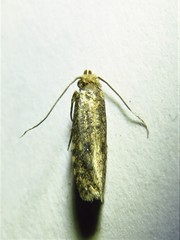 Cephitinea obscurostrigella