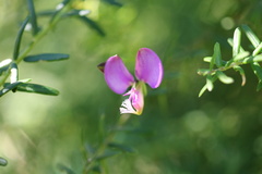 Polygala gazensis