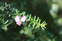 Polygala gazensis