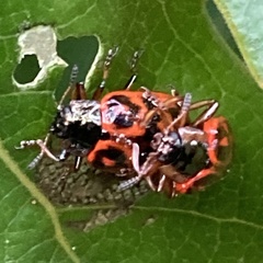 Chrysomela aeneicollis