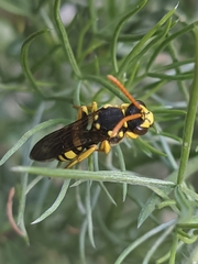Nomada succincta