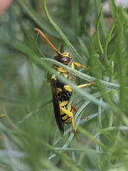 Nomada succincta