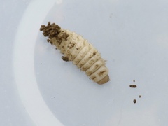 Lycoperdina succincta