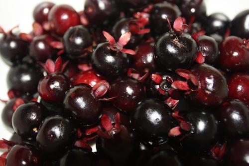 Eugenia brasiliensis Lam.