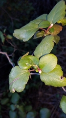 Ribes viburnifolium