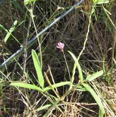 Strophostyles leiosperma