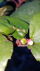 Ribes viburnifolium