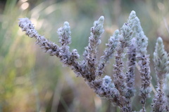 Aspalathus gerrardii