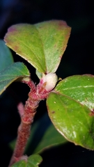Ribes viburnifolium