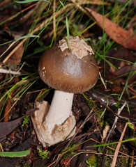 Amanita cheelii