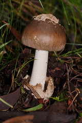 Amanita cheelii
