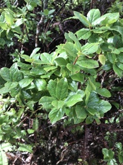 Vaccinium calycinum