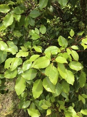 Cheirodendron trigynum