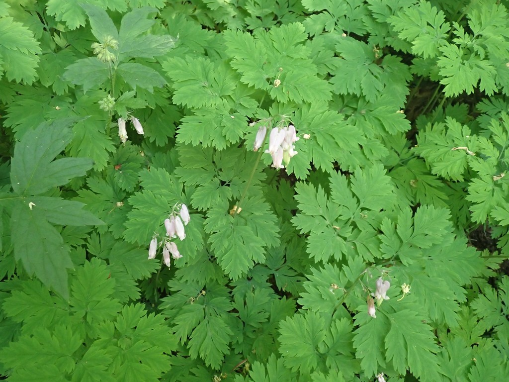 Dicentra formosa, Milton, WA, USA