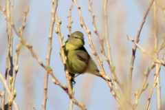 Leiothlypis celata orestera