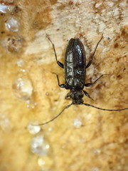 Opsimus quadrilineatus