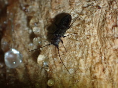 Opsimus quadrilineatus