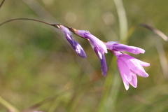 Dierama igneum