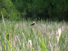 Icterus galbula