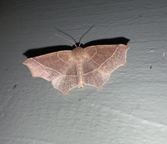 Tetracis cervinaria