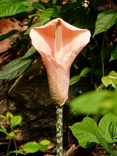 Image of Amorphophallus bulbifer by (c) Subhadra Devi, some rights reserved (CC BY)