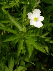 Anemonastrum canadense