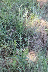 Stachys nigricans