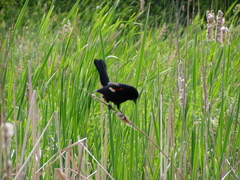 Agelaius phoeniceus