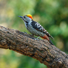 Dendrocoptes auriceps