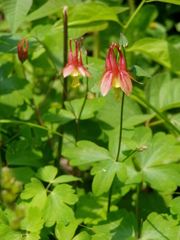 Aquilegia canadensis