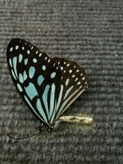 Ideopsis