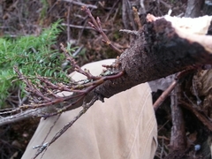 Arceuthobium tsugense